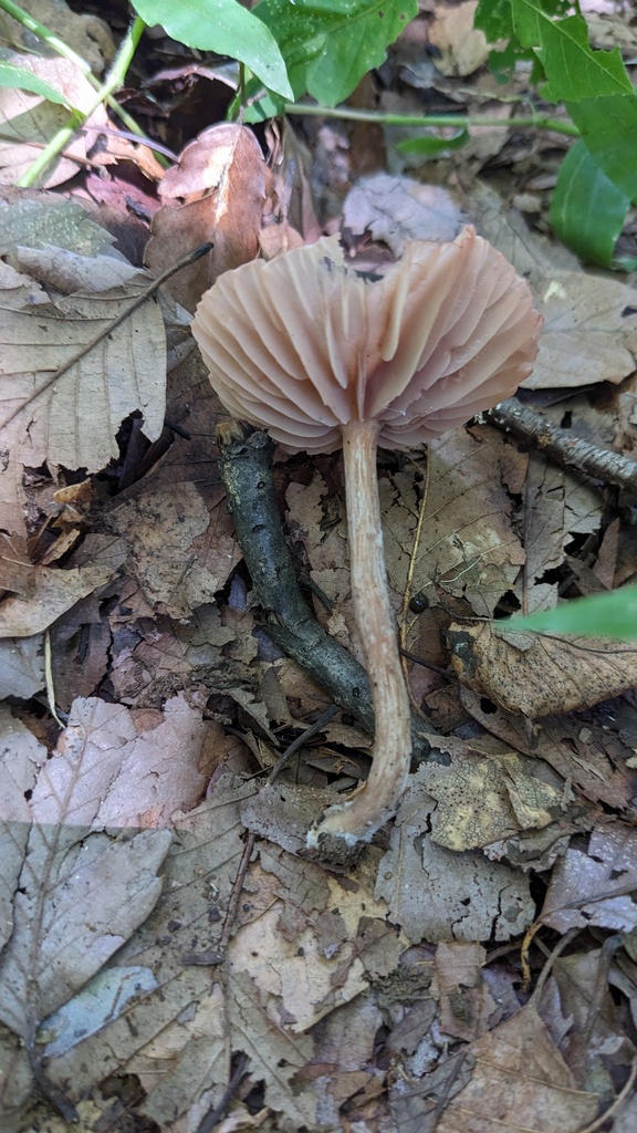Laccaria vinaceoavellanea · July 2023 · photo: © atsushi_nakajima_cirque (iNaturalist, cc-by)