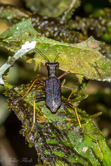 Odontocheila cayennensis