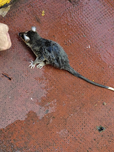 Southern Four-eyed Opossum