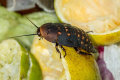 Blaberinae