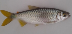 Characin photo 3