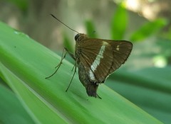 Tirynthia conflua