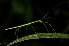 Libethra