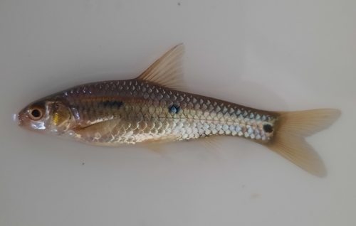 Threespot barb (Enteromius trimaculatus) — Cyprinidae — 5
