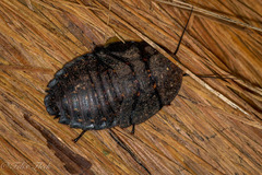 Blaberinae