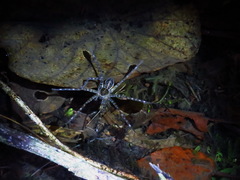 Dolomedes mizhoanus