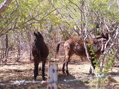 Equus asinus × caballus