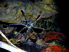 Dolomedes mizhoanus
