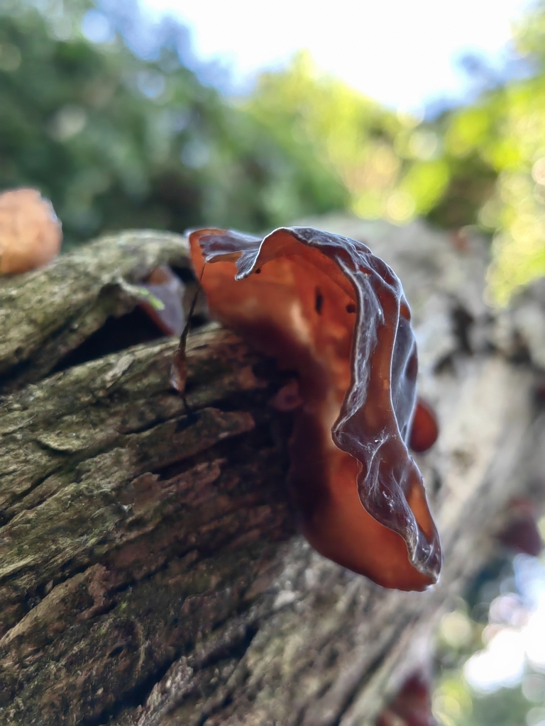 Auricularia fuscosuccinea · April 2023 · photo: © anabela2 (iNaturalist, cc-by)