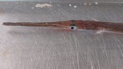 Deepwater Cornetfish photo 3