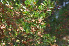 Dodonaea viscosa cuneata