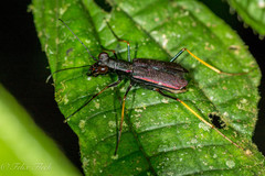 Odontocheila cayennensis
