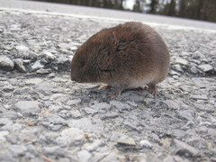 Microtus pinetorum