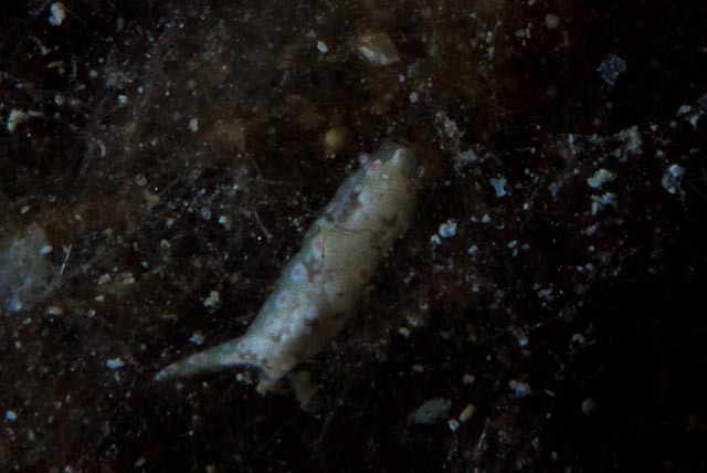 Odontoglaja guamensis