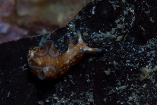 Black-edged Sea Hare