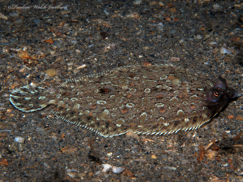 Eyed Flounder