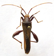 Grammopoecilus angustatus