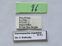 Grammopoecilus angustatus