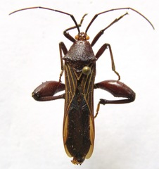 Grammopoecilus angustatus
