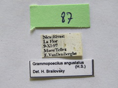 Grammopoecilus angustatus