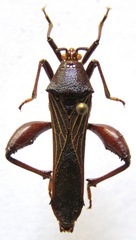 Grammopoecilus angustatus