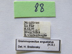 Grammopoecilus angustatus