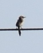 Rufous-winged Cisticola (Cisticola galactotes), photo 8