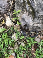 Alsophis rufiventris
