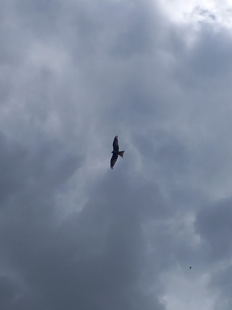 Red Kite from Wembley HA0, UK on July 19, 2023 at 02:25 PM by oliverc29 ...