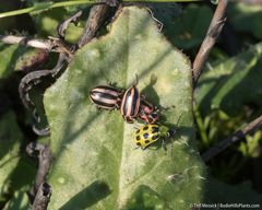 Paranaemia vittigera