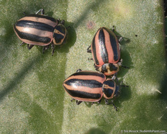 Paranaemia vittigera