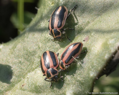 Paranaemia vittigera