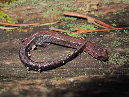 Northern Zigzag Salamander