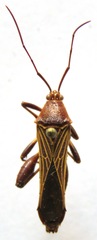 Grammopoecilus angustatus
