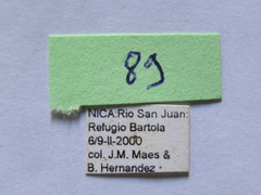 Grammopoecilus angustatus