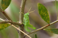 Austracris guttulosa