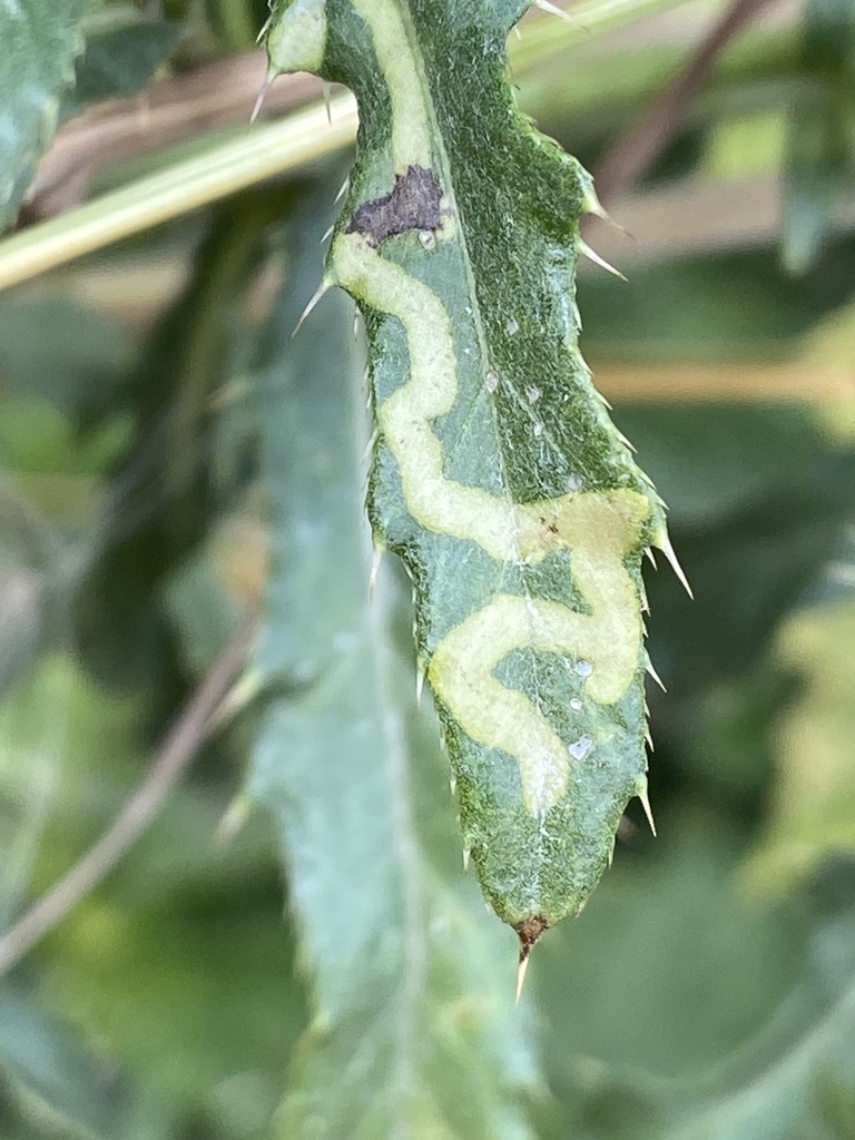 Phytomyza cirsii
