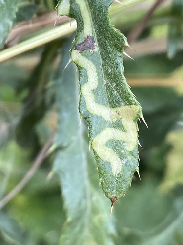 Phytomyza cirsii