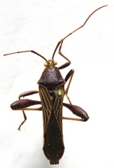Grammopoecilus angustatus
