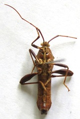 Grammopoecilus angustatus