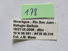 Grammopoecilus angustatus