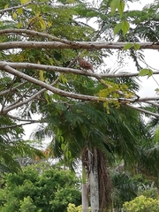 Columbina talpacoti