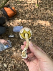 Boletellus ananas image