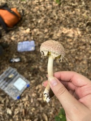 Boletellus ananas image
