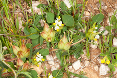 Tripodion tetraphyllum