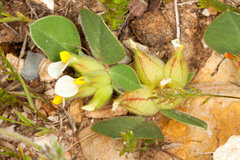 Tripodion tetraphyllum