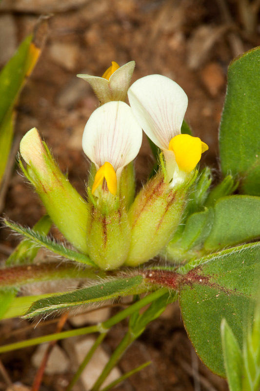 Tripodion tetraphyllum