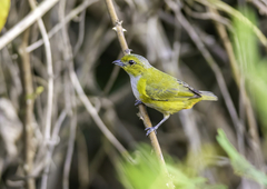 Rufous-Bellied Euphonia photo 2