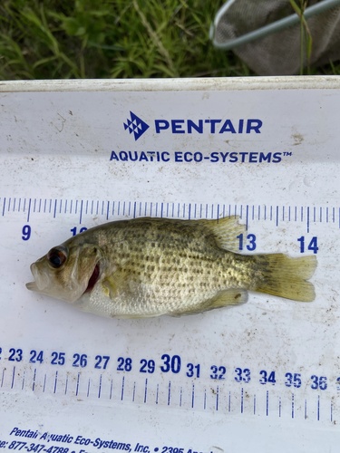 Rock bass (Ambloplites rupestris) — Centrarchidae — 2