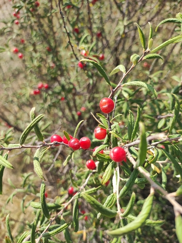 Prunus incana, photograph 3